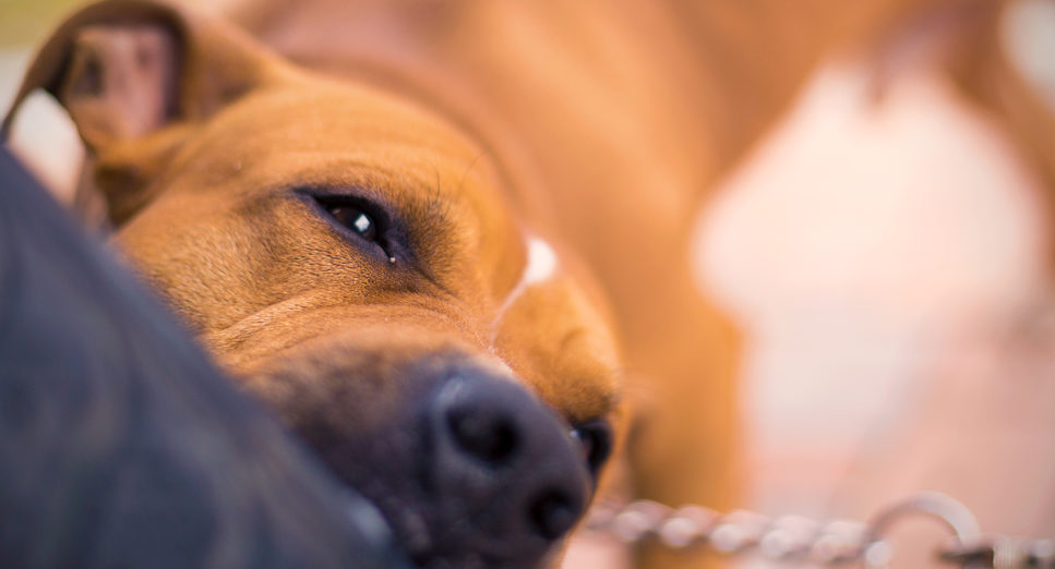 San Clemente Dog Bites