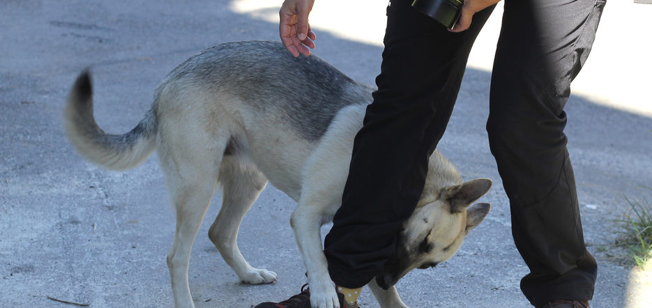 San Bernardino Dog Bites